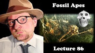 Lecture 86 Fossil Apes [upl. by Petronille]