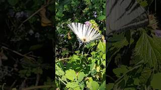 rare swallowtail butterfly nature funnyanimal animals [upl. by Ahseket]