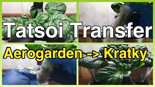 Moving Tatsoi from Aerogarden to Kratky Setup [upl. by Healy]