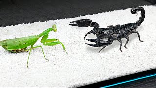 WHAT IF THE MANTIS SEES SCORPION [upl. by Reinnej]