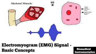 Electromyogram EMG Signal  Basic Concepts  Biomedical Instrumentation [upl. by Alaj]