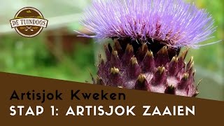 Artisjokken Kweken  Stap 1 Artisjokken Zaaien [upl. by Fredel]