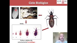 Aula 6 Ordem Hemiptera Parte 1 [upl. by Htebi]