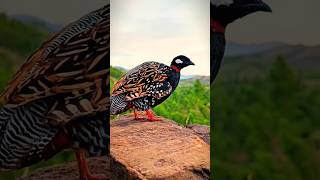 black francolin voice beautifulfrancolinnaturekalateeteruniquebirdsbirds4kvideo [upl. by Anilev]