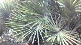 Chamaerops humilis  Mediterranean European Fan Palm [upl. by Areht]