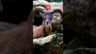 Mouflon Sheep 4K Ultra HD Video mouflon urial wildlife [upl. by Eneleahs353]