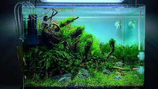 Week 3 Update on the Dennerle Scapers Tank 70L [upl. by Odawa915]