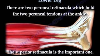 Anatomy Of The Lower Leg  Everything You Need To Know  Dr Nabil Ebraheim [upl. by Nolie]