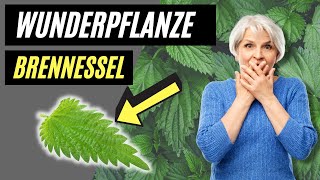 Brennessel  Die UNGLAUBLICHE und missverstandene Heilpflanze [upl. by Auhsohey678]