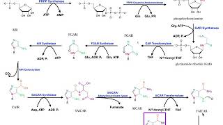 Nucleotide Metabolism  Purine Biosynthesis 1 Up to IMP [upl. by Egres]