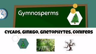 Types of gymnosperms [upl. by Otecina680]