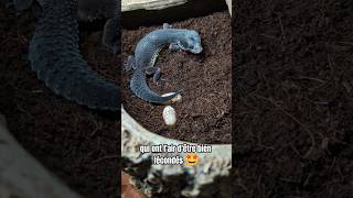 Enfin deux œufs viables de ma femelle Black night Akuma 🥰 gecko geckoleopard reptile terrario [upl. by Dinesh]