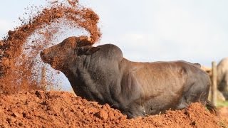 Os Touros Mais Temidos 🐂 Cia de Rodeio Paulo Emílio [upl. by Tnafni830]