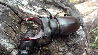 Lucanus cervus cervus  Stag Beetle  HirschkÃ¤fer [upl. by Truman285]