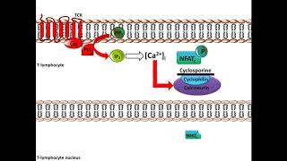 Cyclosporine  Mechanism of Action [upl. by Mak]