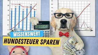 SO einfach sparst du bares GELD bei der Hundesteuer ✅ [upl. by Harraf306]