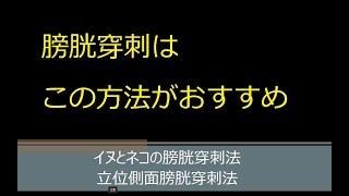 犬と猫のお勧め採尿方法はこれ。立っている状態で、横から針を刺す、立位側面膀胱穿刺法 [upl. by Lotson]