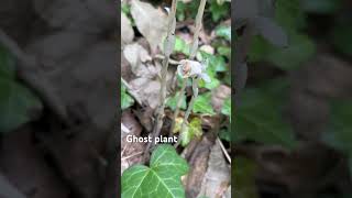 Monotropa uniflora Ghost plant Ghost pipe or Indian pipe [upl. by Kaleb]