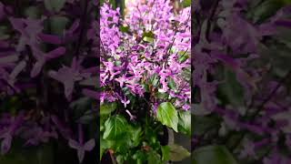 Plectranthus Mona Lavender Spur Flower [upl. by Pry112]