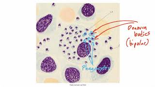 Miscellaneous Organisms for the USMLE Step 1 [upl. by Lifton]