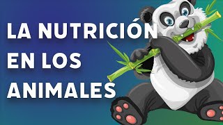 La nutrición en los animales videolección 1º de eso [upl. by Sardella565]