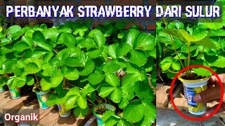 Plant Strawberries  Tips Perbanyak Strawberry Dari Tangkai Sulur Agar Subur [upl. by Hannej]