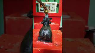 Seshan Adiyars Performing Abhishegam to Siva Lingam Nandhikeswarar at Sri Rajalingam Swamigal Illam [upl. by Nelrsa]