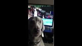 Weimaraner dog talking A MUST WATCH BEST DOG EVER [upl. by Agueda]