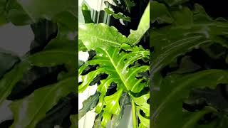 filodendron selloflovers music plants indoorplantplantnursery filodendro [upl. by Salamone299]