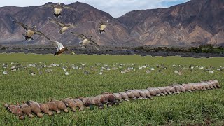 UNREAL ARIZONA DESERT DUCK HUNT 5 LIMITS NONSTOP BIRDS DECOYING PERFECTLY [upl. by Jere]