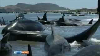 200 baleines séchouent sur une plage de NouvelleZélande [upl. by Noxaj23]