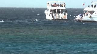 Boote bedrängen Delfine und Schnorchler  Rotes Meer 280114 vor Hurghada [upl. by Anagrom560]