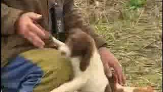 Breed All About It  Brittany Spaniel [upl. by Corry15]