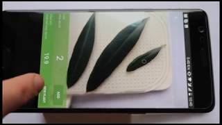 How to Quickly and Easily Measure Leaf Area with Your Smartphone  Petiole App StepbyStep Guide [upl. by Dranyar218]