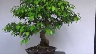 Bonsai Evolution Evolution of a Ficus Benjamina [upl. by Nikola95]