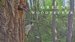 Green woodpecker Birds during breeding season [upl. by Adirem434]