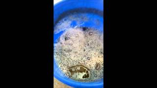 How To Make Compost Tea  Organic Lawn and Garden Fertilizer Part 2 [upl. by Eliezer561]