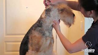 Airedale Grooming  Clipping 46  Scissoring of the Head [upl. by Quickman406]