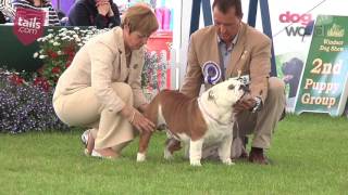 Windsor Dog Show 2016  Utility group [upl. by Richards]