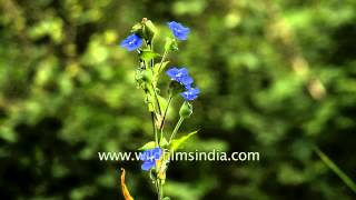 Commelina paludosa common Himalayan monsoon flower [upl. by Atileda]