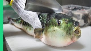 Eating Japans POISONOUS PufferFish ALMOST DIED Ambulance [upl. by Annissa619]