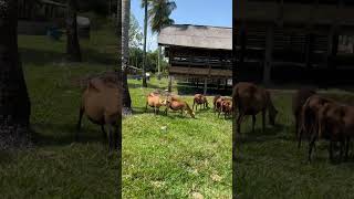 BARBADOS BLACKBELLY SHEEP [upl. by Notyrb345]