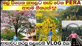 💐 මල් පිපෙන කාලෙ 😍 Peradeniya campus එකෙ ඇවිදිමු  university [upl. by Aksehcnarf239]