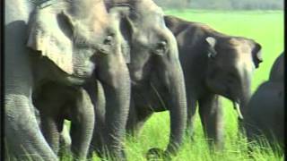 Gajraj Ecology of Asian Elephants at the Jim Corbett National Park Uttarakhand India [upl. by Zakaria]