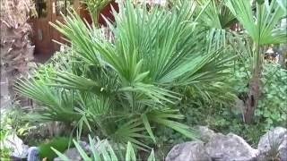 Chamaerops humilis grow rate [upl. by Jenness]