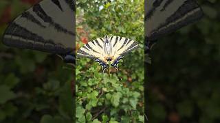 butterfly scarce swallowtail Iphiclides podalirius garden Camera Test Galaxy S24 Ultra [upl. by Nymzaj]