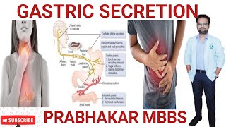 Gastric secretion physiologyphase of gastric secretionstomachRegulation of gastric secretionmbbs [upl. by Jacenta769]