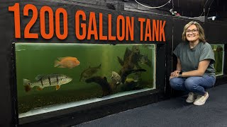 DIY Indoor Pond See How We Built a 1200Gallon Aquarium in Our Store [upl. by Zevahc]