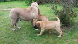 Bullmastiff puppies 95 weeks old whit mommy [upl. by Mollee4]