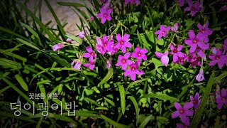 덩이괭이밥 음악들꽃에 재미붙여 만든 영상  A relaxing video I made to listen to while reading 책읽을때 조용한카페 [upl. by Onileva53]